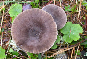 Cantharellula umbonata, the tops of mature caps.